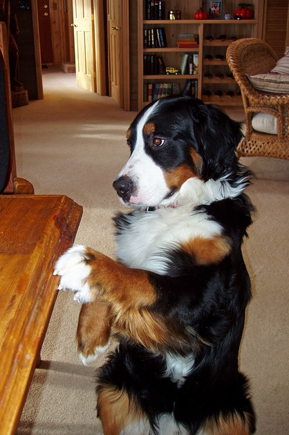 You are currently viewing Teaching Table Manners