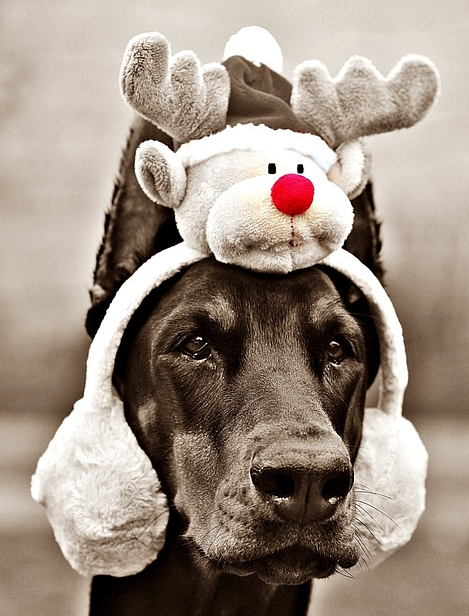 Read more about the article Pet Safety Tips for the Holidays