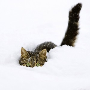 cat-snow-300x300