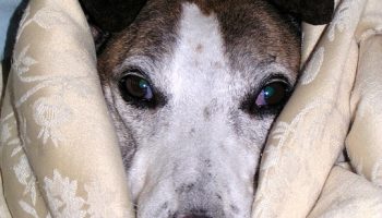 Can Dogs Catch the Flu?