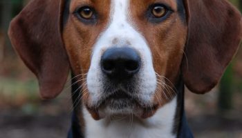 25 Weird Facts About Dogs