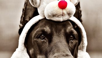 Holiday Safety Tips for Your Furry Friend