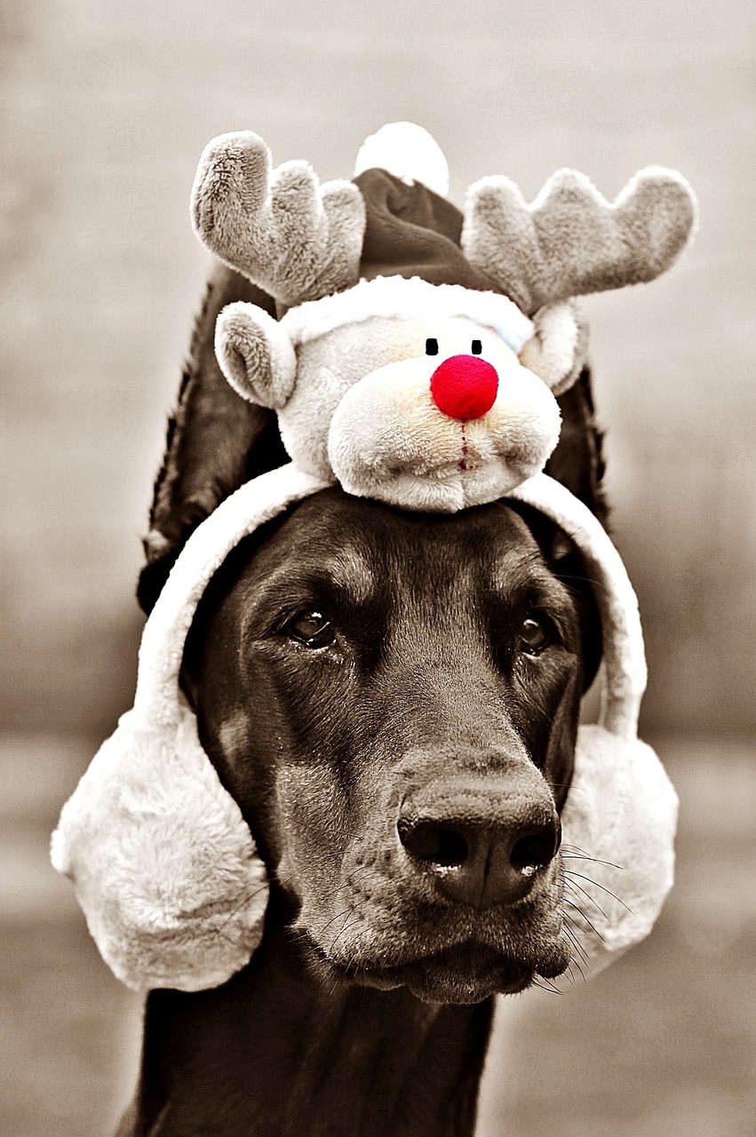 Read more about the article Holiday Safety Tips for Your Furry Friend