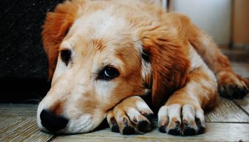 How a Dog's Paws Can Indicate Their Health