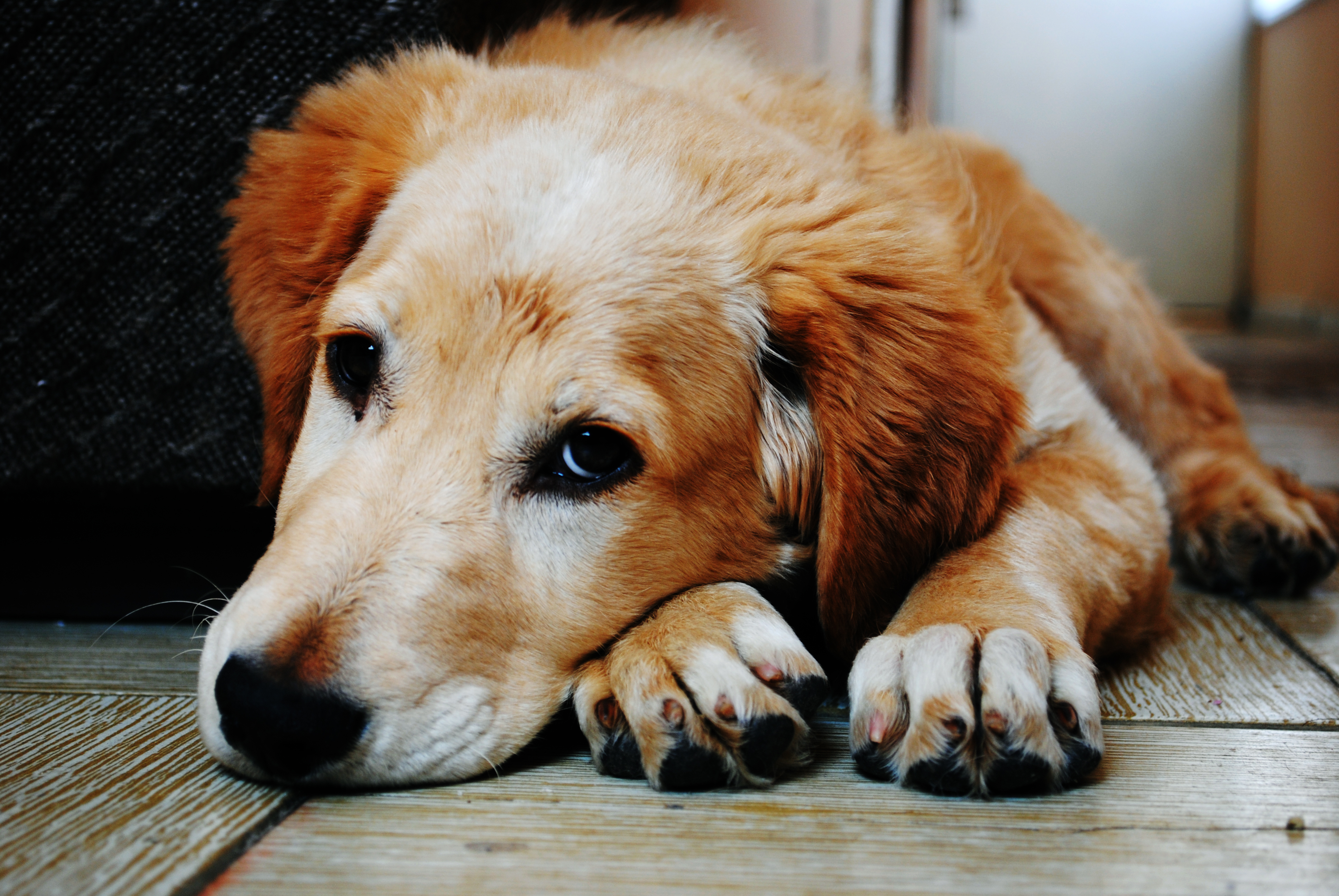 You are currently viewing How a Dog’s Paws Can Indicate Their Health