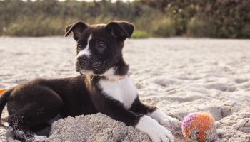 Pet Items You Never Thought To Bring On Vacation