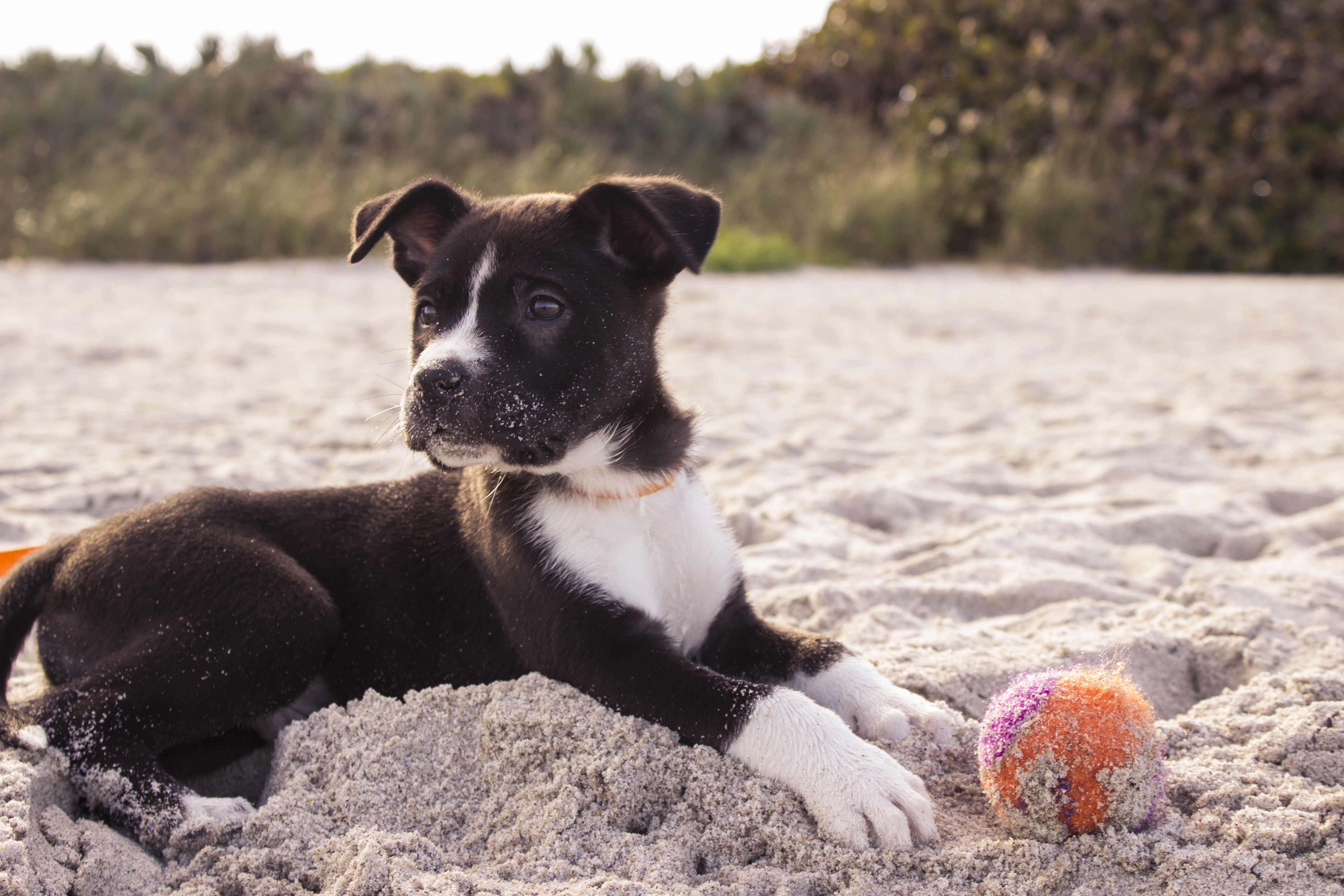 You are currently viewing Pet Items You Never Thought To Bring On Vacation