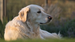 Read more about the article Knowing Your Dog’s Age