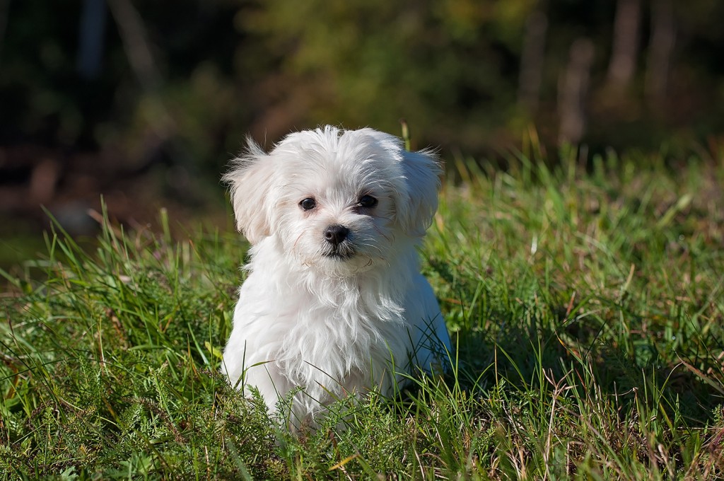 dog-young-dog-small-dog-maltese