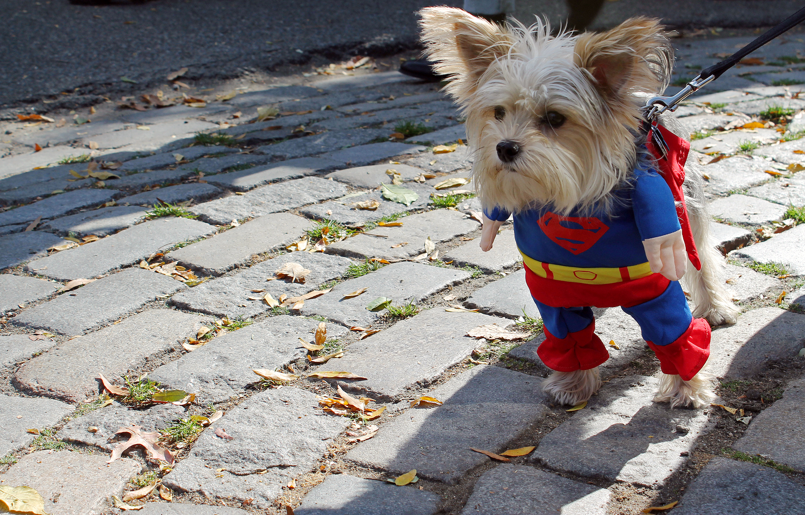 You are currently viewing Halloween Safety Tips