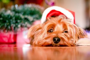 Read more about the article Puppies and Christmas Trees