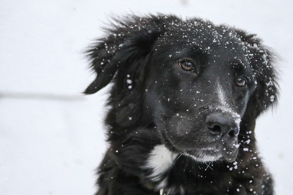 winter, dog, cold, warm, 