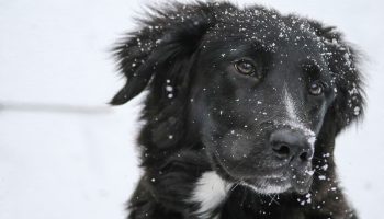 Dogs and Winter