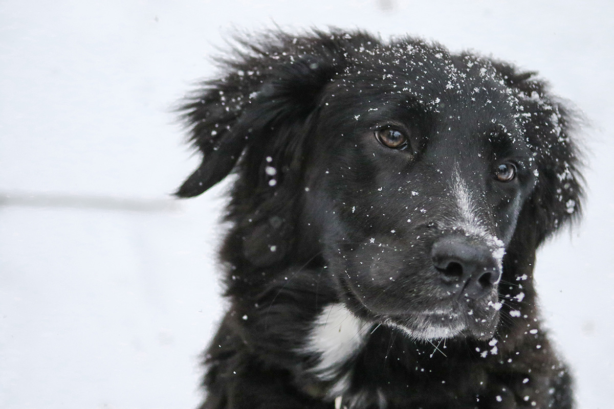 Read more about the article Dogs and Winter