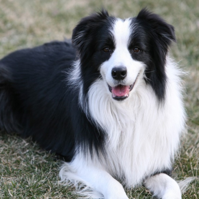 You are currently viewing The Smartest Dog Breeds