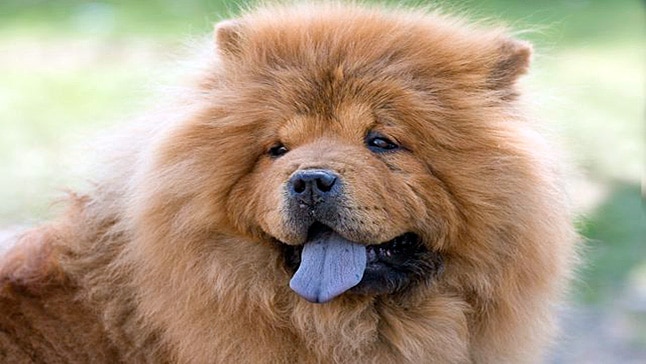 what color should a dogs tongue be