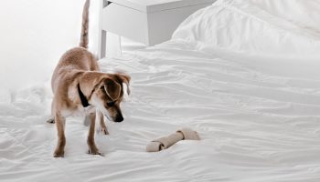 Are Bones Safe For Dogs?