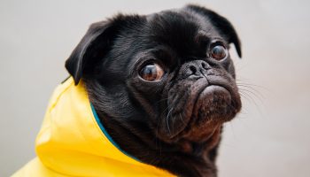 Dog-Approved Rainy Day Activities