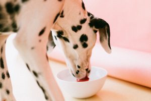Read more about the article Improve Your Dog’s Immune System 101: Diet