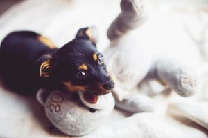 Read more about the article Spring Cleaning Tips For Dog Owners