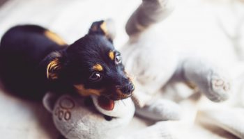 Spring Cleaning Tips For Dog Owners