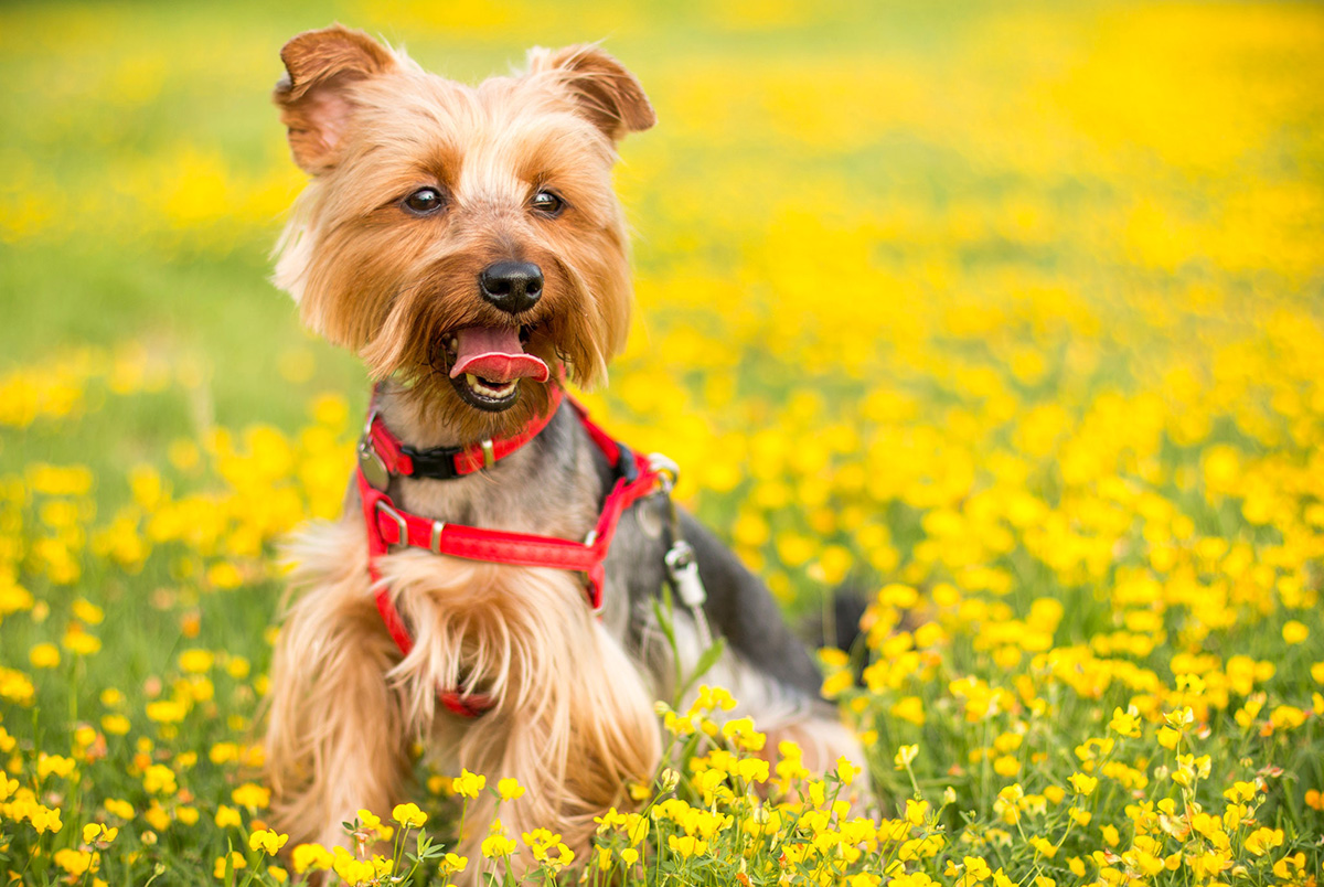 Dog store spring allergies