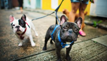 The Dog Days Of Summer: Paws and Patios